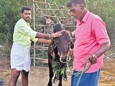 Stills from the farm