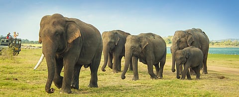 Herd of elephants at the Minneriya National Park in Sri Lanka. (Photo | Facebook)