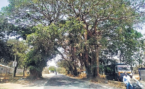 A draft Environmental Impact Assessment (EIA) report states that almost 34,000 trees could be lost if the Peripheral Ring Road project takes off | Express