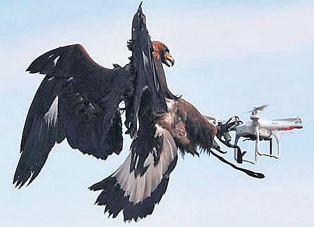 After sniffer dogs, it is now the turn of eagles to be trained by the Integrated Intelligence Training Academy (IIITA) in the State, to create an aptly-named Garuda Squad.