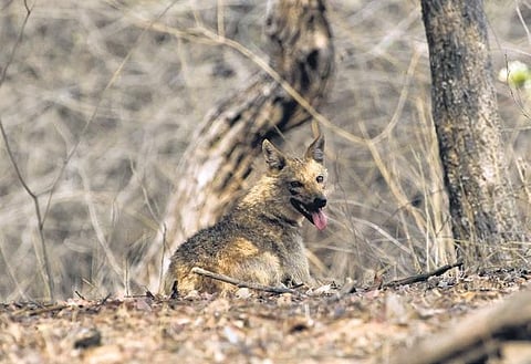 Golden jackals are being increasingly poached | Uday Kiran
