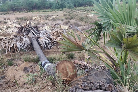 For the locals, it is quite common now to see brick kiln workers axing the palmyra trees for firewood. (Photo | Express)