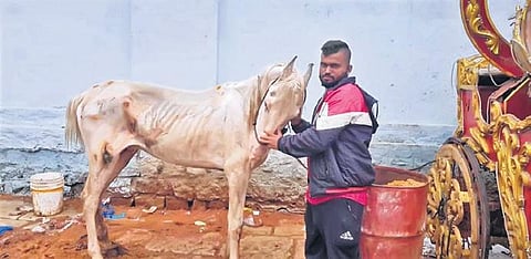 ‘Arrange for feed or our horses will die soon’