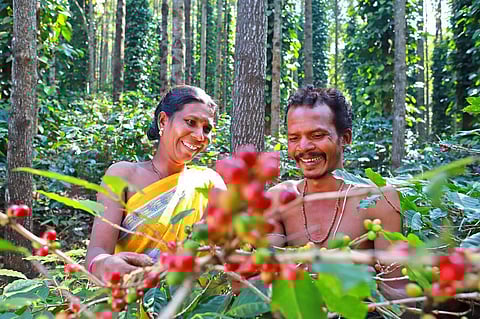 Naandi’s vision titled 'Arakunomics' was based on work with tribal farmers in Araku for nearly 20 years. (Photo | Express)
