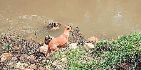 Kuvi, the pet dog, looking for its owner at the landslide site in Pettimudi | Express