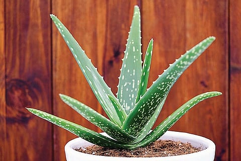 Aloe Vera
