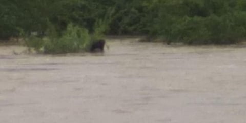 From Saturday midnight till the morning, several districts of the State, including Siddipet, have registered over 20 cms of rainfall.