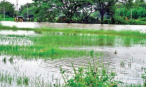 A paddy field submerged with floodwater at Annaram village in Manakondur mandal in Karimnagar district. (Photo | EPS)