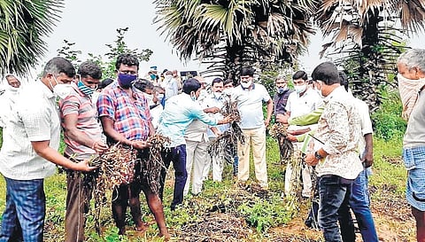 Narsampet MLA Peddi Sudarshan Reddy inspects damaged crops at Warangal Rural district on Monday;