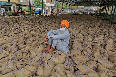 A farmer wearing a face mask is seen sitting on sacks of wheat grain. (File | PTI)