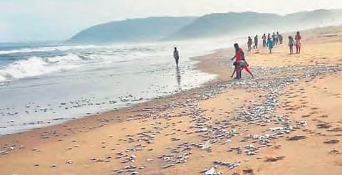 A large number of fish washed ashore at Rushikonda beach in Visakhapatnam on Tuesday. Local people are seen collecting the fish. (Photo | Express)
