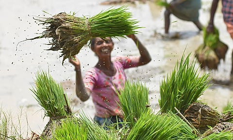 An agricultural labourer engaged in her daily work at Mudapuram paddy field near Chirayinkeezhu in Thiruvananthapuram. Despite the Covid outbreak, agricultural activities, which are crucial in ensuring food security, are continuing in full swing across Ke