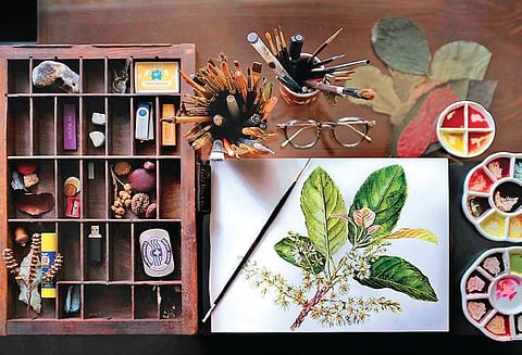 A botanical illustration by Nirupa Rao