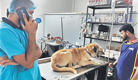 Vikas Luthra has rescued dogs, cats, monkeys, birds and reptiles in the last eight years | EXPRESS