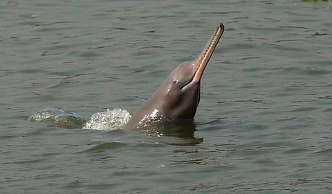 Ganges dolphin (Photo| Twitter/@PrakashJavdekar)