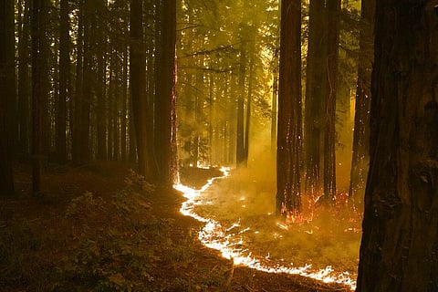 A forest burns as the CZU August Lightning Complex Fire advances, Thursday, Aug. 20, 2020, in Bonny Doon, California (Photo | AP)