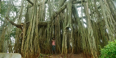 Big Banyan drops branches, but no one wants to pick them up