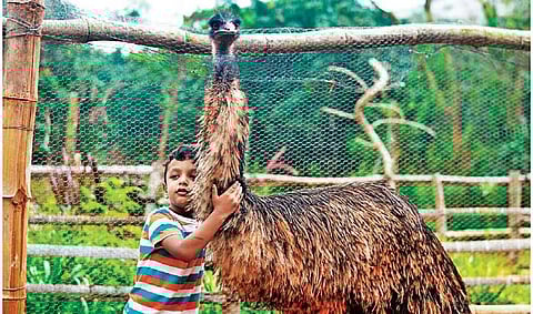 It costs Prani more than `7.5 lakh a month to take care of over 700 animals and birds