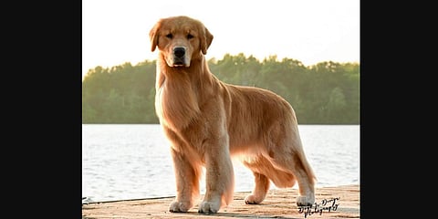 Golden retriever 'Santiago'