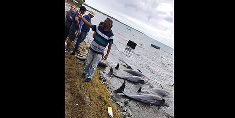 In this photo supplied by Greenpeace on Wednesday, Aug. 26, 2020, dolphins lay dead on the shore on the Indian Ocean island of Mauritius. (Photo |AP)