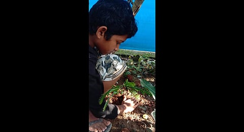 Pavan Nash planting  the gooseberry sapling. (Photo | Express)
