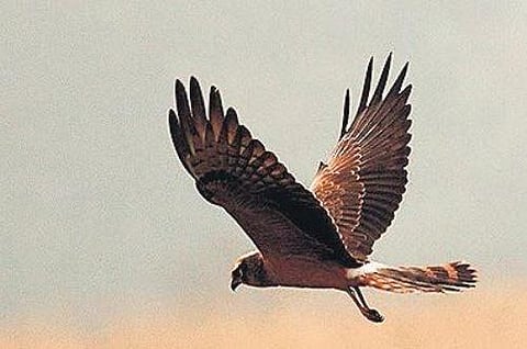 A majestic harrier glides over the grasslands at Hessarghatta