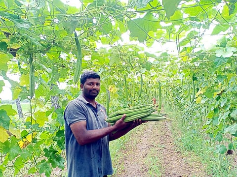 Farmer Ravinder Reddy cultivating vegetables erecting pandals got government subsidy a Gundlapalli village in Karimnagar district. (Photo| EPS)