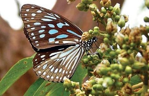 Common Crow varieties of butterflies have begun swarming Jawadhu Hills in Tiruvannamalai | Express