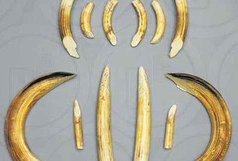 Seized ivories belonged to hippos from Tanzania