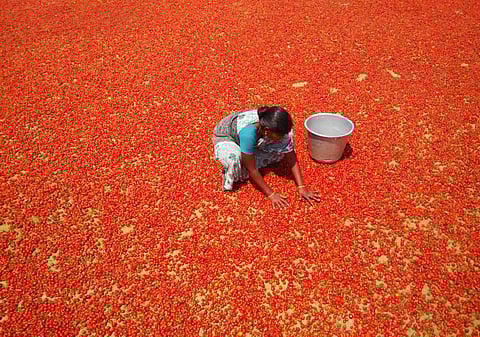 Woman drying red chillies in sun. (Photo | S Bala, EPS)