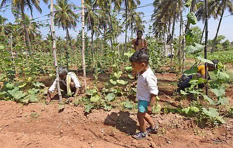 A child helps his grandfather at a farm in Mysuru (Photo | Udayshankar S, EPS)