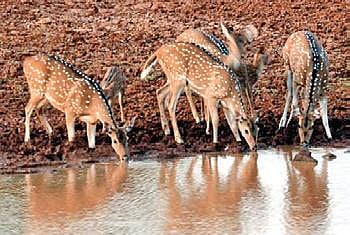 Forest dept plans relocation of deer to Bannerghatta park