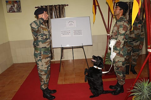  'Vida', a labrador of an Army Dog Unit located in Northern Command, was instrumental in detection of five mines and one grenade buried underground. (Photo | Express)