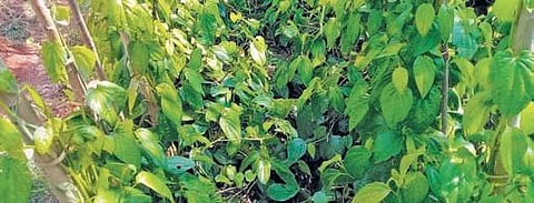 Representational image (File photo| EPS)