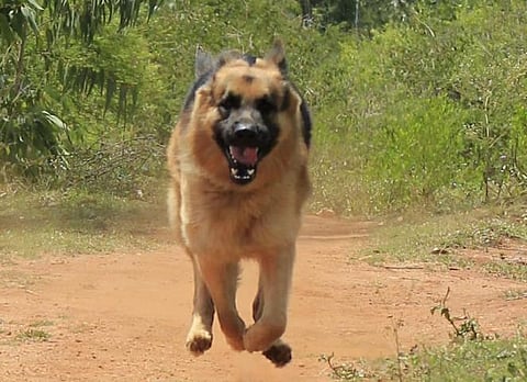 Rana, the sniffer dog of Bandipur Tiger Reserve (Photo | EPS)