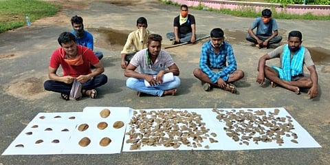 Pangolin scales weighing around 4 kg that were recovered from poachers in Kothagudem. (photo| EPS)