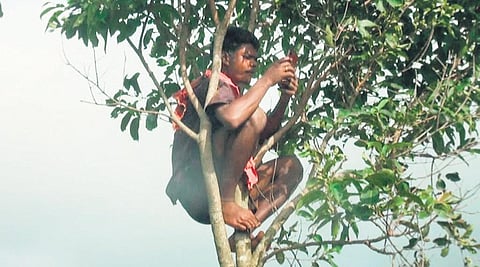 A student perched atop a tree near Dudhari village to receive mobile signal | EXPRESS