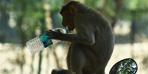 A monkey seen quenching its thirst sitting under a tree. (Photo | Ashwin Prasath, EPS)