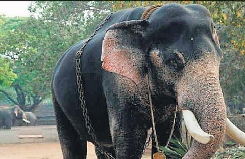 Lack of treatment protocol for TB-hit jumbos