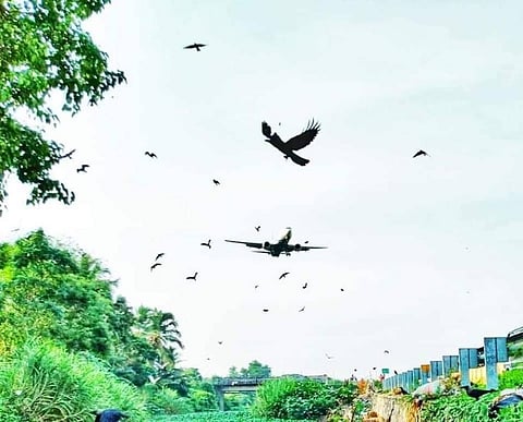 Though the airport had deployed ten 'bird chasers' to keep the feathered population at bay, there is no dip in the bird population. (Photo | EPS)