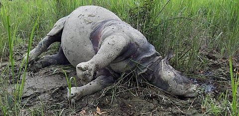 The rhino which was killed for its horn