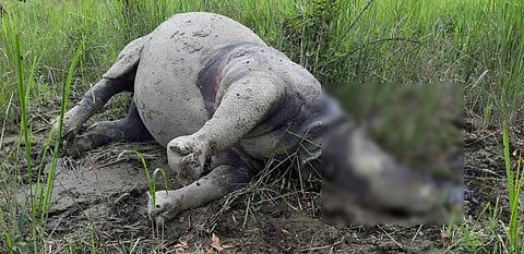 The dead Rhino found in Kaziranga. (Photo| ANI)