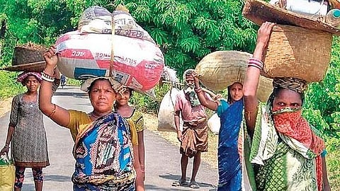 Tribal women carrying sal seeds from forest( Representative purpose)