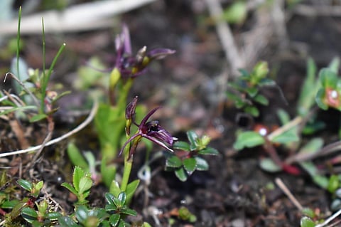 Orchid species Liparis pygmaea (Photo | EPS)