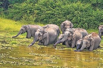 Tourists unlocked, flock to Bandipur, Nagarhole