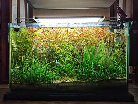 A planted aquarium built by Ribish
