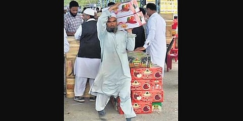 A trader carries boxes of apple at a market in Shopian. (Photo | Zahoor Punjabi, EPS)