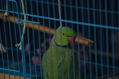 A caged bird. (Photo | Ashitha Jayaprakash)