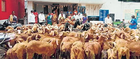 Veliminedu farmers protest in front of the gram panchayat office with their sheep on Tuesday