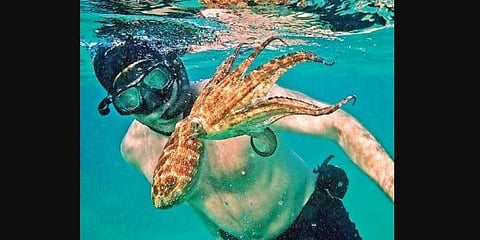 My Octopus Teacher, streaming on Netflix